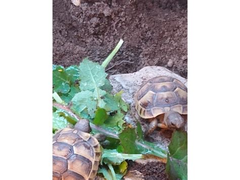 gumtree newport gwent tortoises.